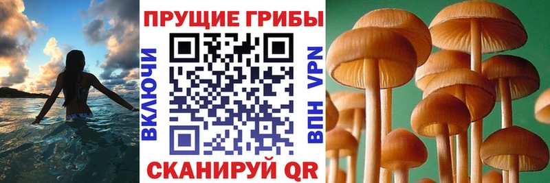 Псилоцибиновые грибы Psilocybe  даркнет официальный сайт  Петровск-Забайкальский 